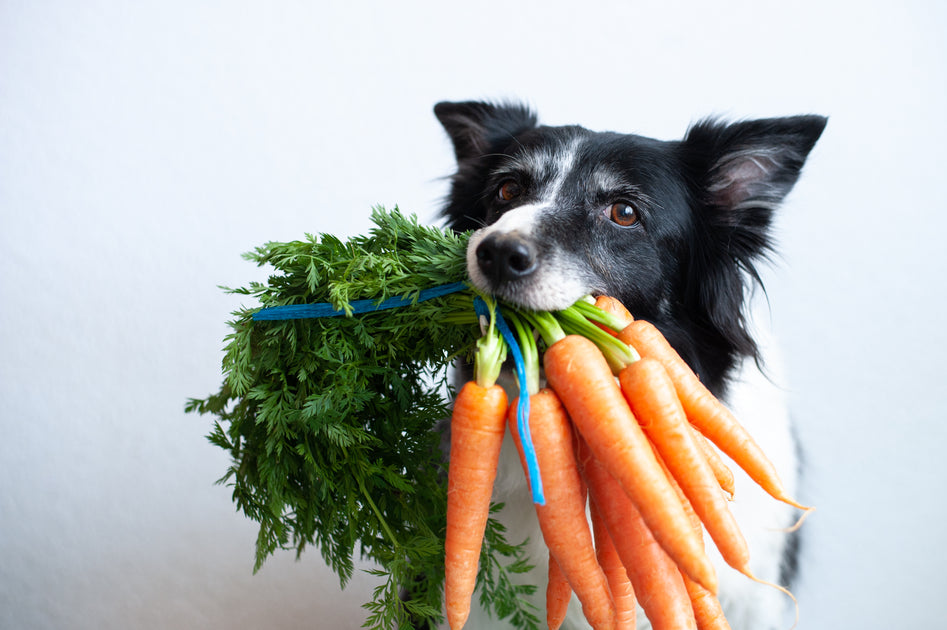 Dog allergic shop to carrots